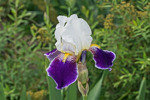 one big blue white iris flower bud on a stem in a green summer garden