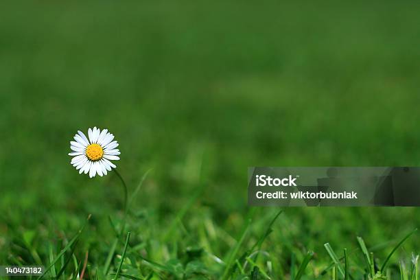 Single Daisy Stockfoto und mehr Bilder von Abgeschiedenheit - Abgeschiedenheit, Agrarbetrieb, Blatt - Pflanzenbestandteile