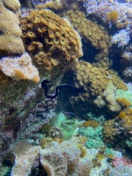 istock Aquarium moray eel at La Rochelle 1404731959