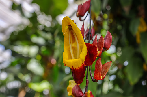 Thunbergia mysorensis, the Mysore trumpetvine or lady's slipper vine, is a species of flowering plant in the family Acanthaceae. A woody-stemmed evergreen native to southern tropic India.
