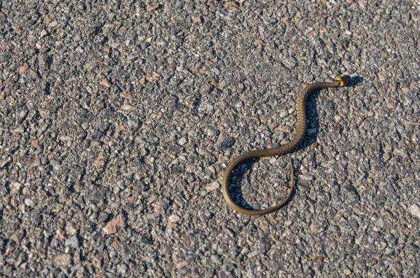 istock A little grass snake (natrix natrix or water snake) crawls over an asphalt road. It is a non-venomous snake. 1404732948