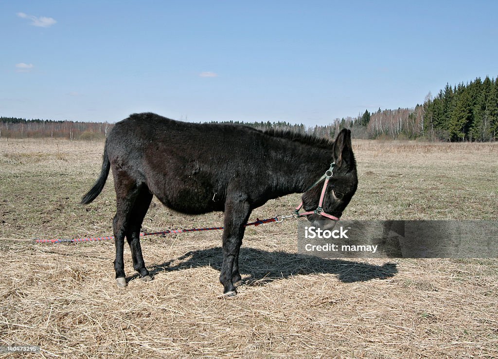 Esel - Lizenzfrei Agrarbetrieb Stock-Foto