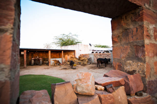 istock Cattle in a Yard in Jodhpur, India 1404732997