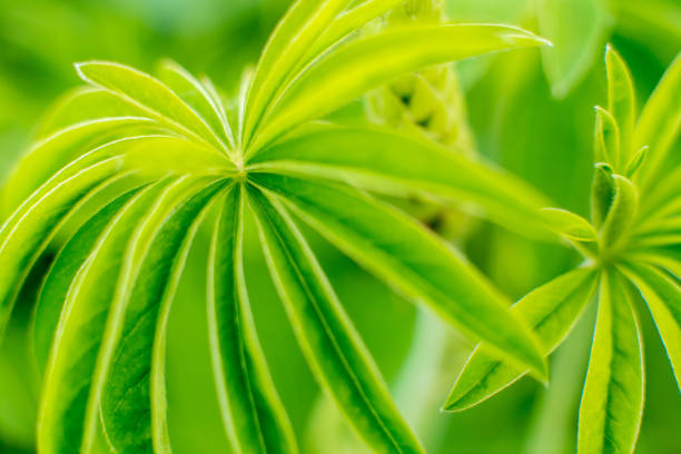 Plant resembling tropical trees. Creative tropical green leaves layout. Nature spring concept.