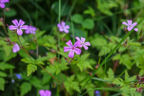 Geranium robertianum, commonly known as herb-Robert, or (in North America) Roberts geranium, is a common species of cranesbill.