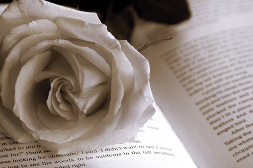 Rose on book sepia