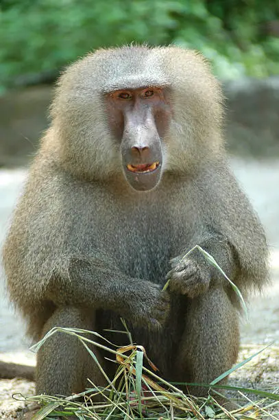 A smiling baboon portrait from the zoo