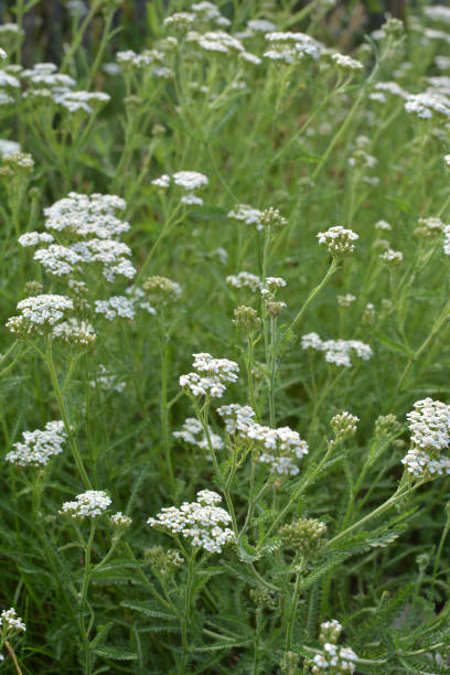 istock Yarrow (Achillea) blooms naturally in the grass 1404734215