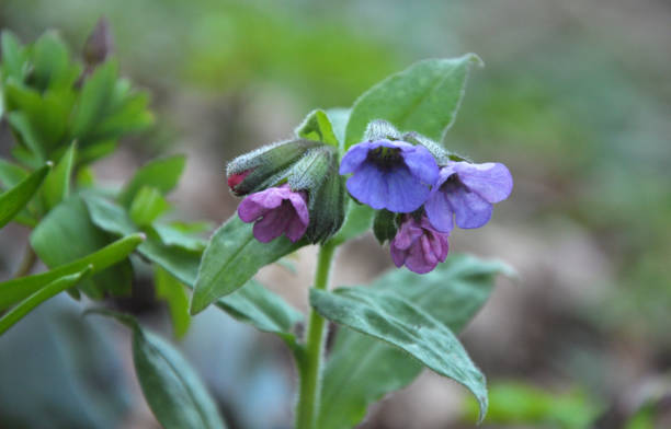 Lungwort (Pulmonaria obscura) blooms in the wild spring forest Early spring plant lungwort (Pulmonaria obscura) blooms in the wild forest common lungwort pulmonaria officinalis stock pictures, royalty-free photos & images