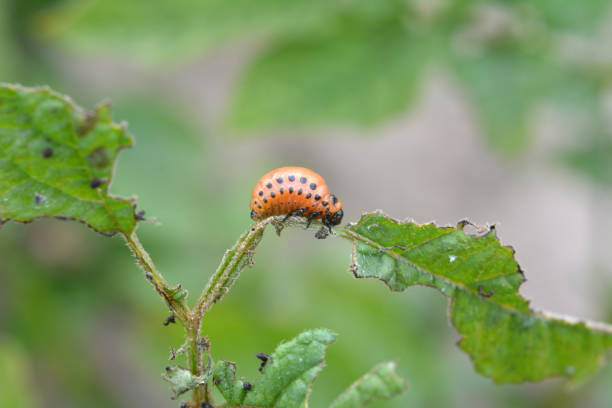 istock On potatoes - Colorado potato beetle larvae 1404734290