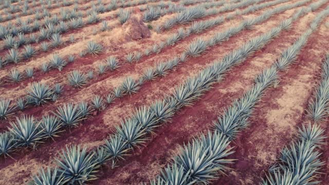 Blue Agave fields with movement