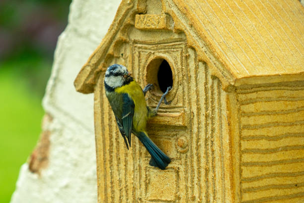 istock Adult Blue tit and baby 1404735307