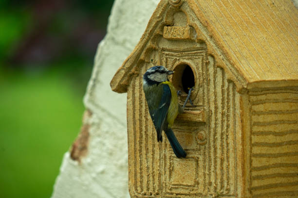 istock Adult Blue tit and baby 1404735362