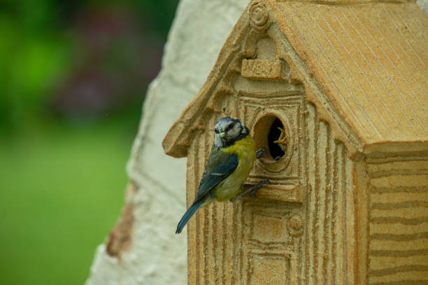 istock Adult Blue tit and baby 1404735366
