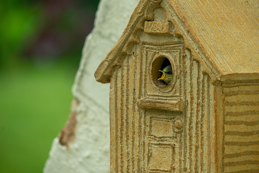 An adult blue tit with young inside a bird house