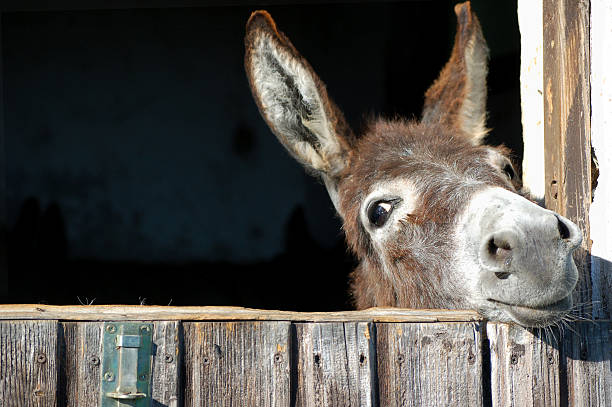 divertido burro - burrito fotografías e imágenes de stock