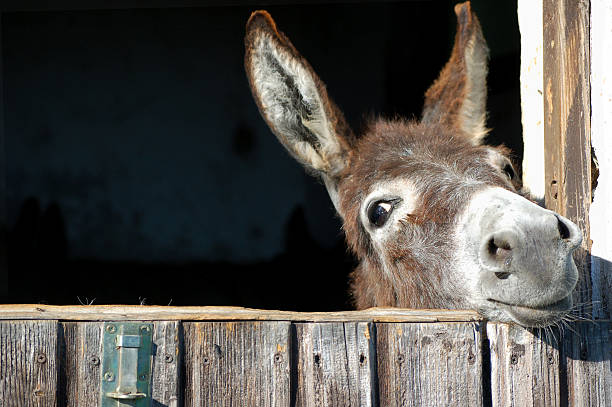 재미있는 당나귀 - animal head horse stable barn 뉴스 사진 이미지