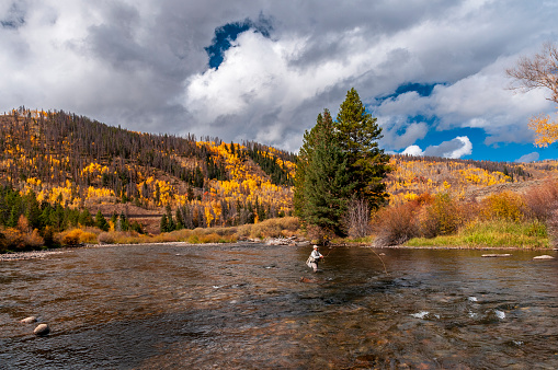 A senior woman fly-fishing in the Blue River in Silverthorne, Colorado surrounded by beautiful autumn foliage.