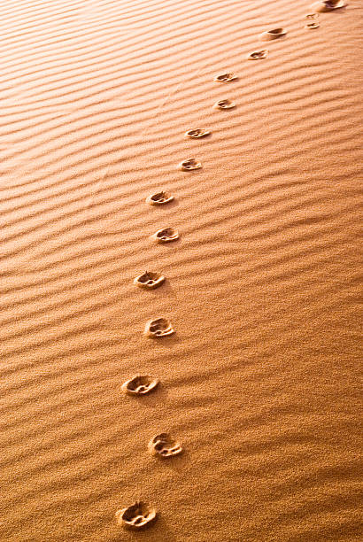 pfotenabdruck in der wüste - camel animal dromedary camel desert stock-fotos und bilder