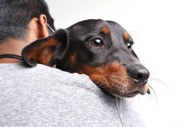 woman hugging dachshund dog - dachshund color image dog animal imagens e fotografias de stock