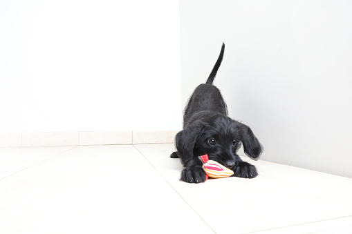 Playful Schnauzer Puppy in animal shelter hoping to be adopted