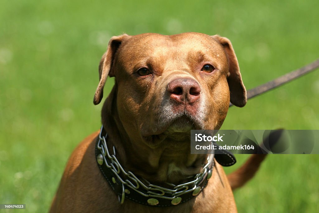 Pitbull avec chaîne sur son cou - Photo de Animaux de compagnie libre de droits