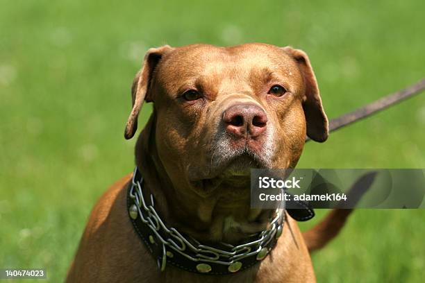 Pitbull Con Catena Sul Collo - Fotografie stock e altre immagini di Animale - Animale, Animale da compagnia, Cane