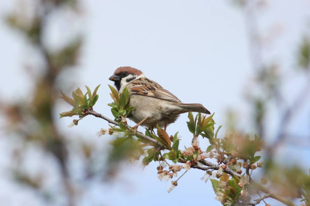 Eurasian Tree Sparrow stock photo