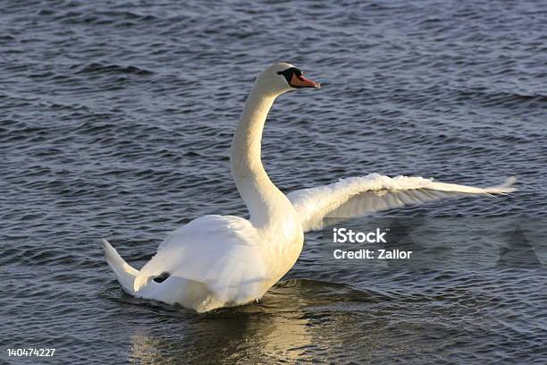 Cigno - Fotografie stock e altre immagini di Ala di animale - Ala di animale, Bianco, Cigno