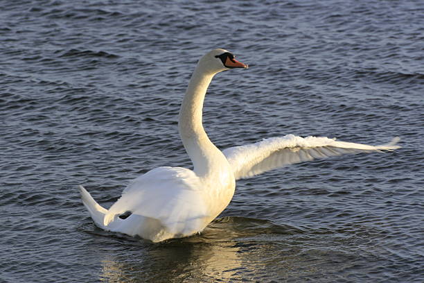 Swan stock photo