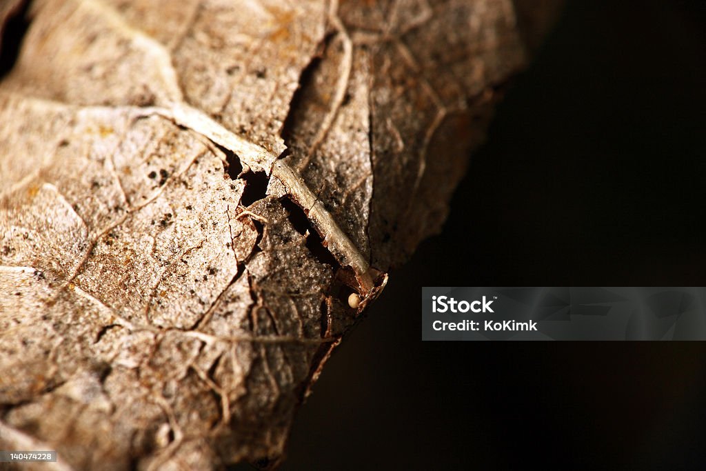 old dry leaf old dry cracked leaf with black background Backgrounds Stock Photo