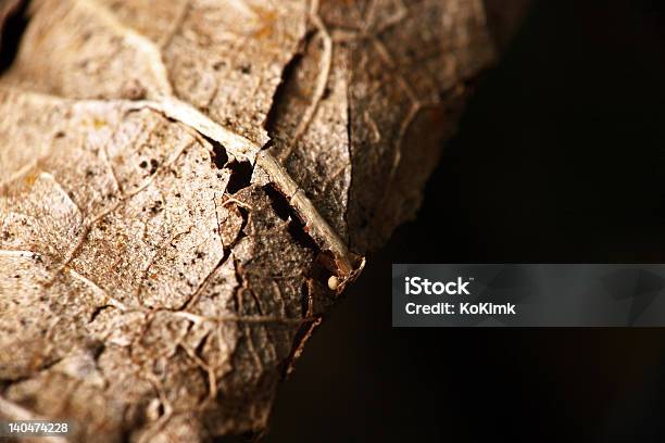 Old Dry Leaf Stock Photo - Download Image Now - Backgrounds, Black Color, Brown