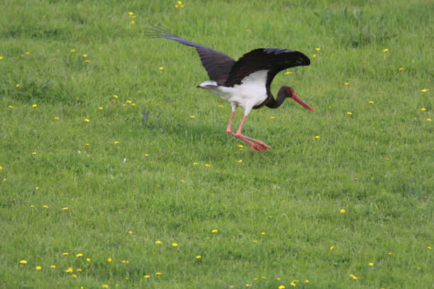 Black Stork, Ciconia nigra stock photo