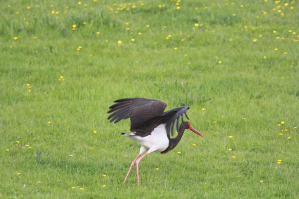 Black Stork, Ciconia nigra stock photo