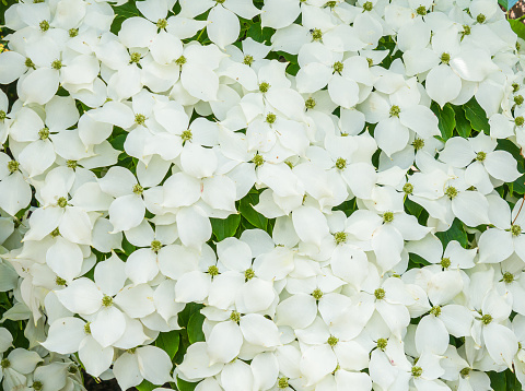 Jasmine bouquet with white fragrance on a black background, the concept of giving jasmine to Mother's Day in Thailand.