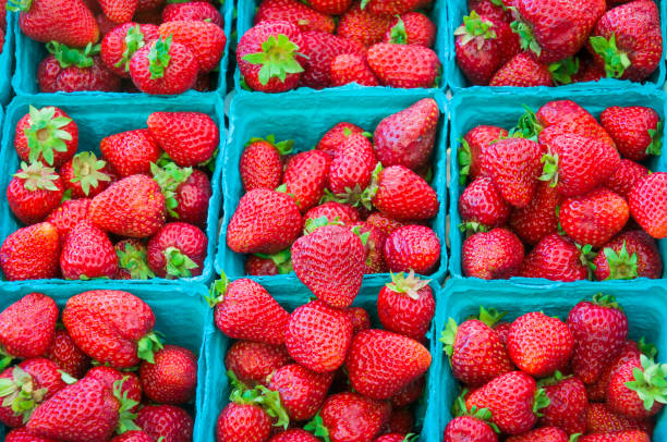 istock Strawberry Season 1404743370