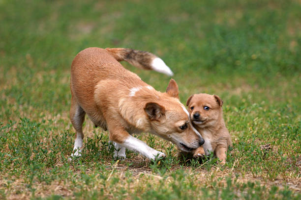 istock Two dogs playing - mom and puppy 140474480