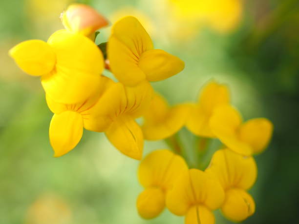 istock Nature Background with Macro Photography 1404745048