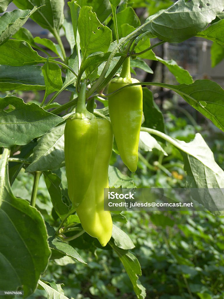 Chili peppers - Foto de stock de Alimento libre de derechos