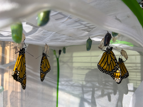 Endangered monarch butterflies are being hand reared with milkweed in a mesh cage.