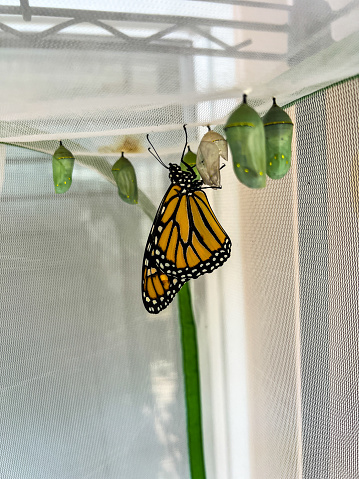 Endangered monarch butterfly is emerging from its cocoon while being hand reared with milkweed in a mesh cage.