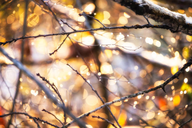 色とりどりの美しい黄色の秋の冬の木の枝は、柔らかい茶色の夕日や濡れた水の露で日の出の日差しで、バージニア州のクローズアップ抽象的なボケの円を落とす - snow leaf branch winter ストックフォトと画像