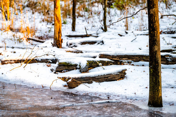 버지니아 주 북부 페어팩스 카운티 헤른돈의 슈가랜드 런 스트림 밸리 트레일(sugarland run stream valley trail)에는 얼어붙은 눈 얼음 흰색과 일몰 햇빛 노란색으로 덮인 풍경 크릭 강물과 유목 통나무 - 16192 뉴스 사진 이미지