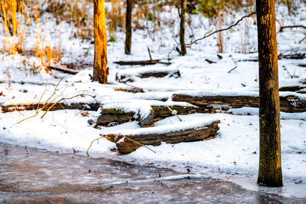 sugarland run stream valley trail em herndon, condado de north virginia fairfax com água do rio landscape creek e toras de madeira coberta de gelo congelado de neve branca e luz solar do pôr do sol amarelo macio - 16192 - fotografias e filmes do acervo