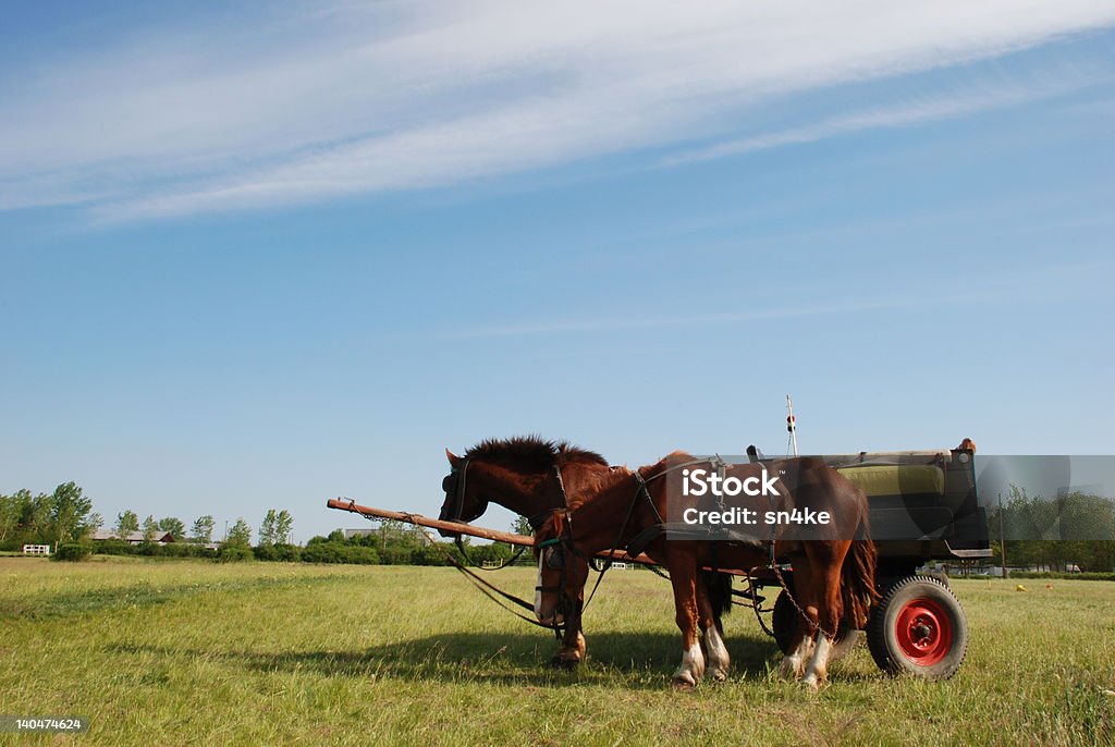Carro de caballos con caballos - Foto de stock de Agricultura libre de derechos