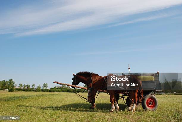 Carro De Caballos Con Caballos Foto de stock y más banco de imágenes de Agricultura - Agricultura, Aire libre, Animal