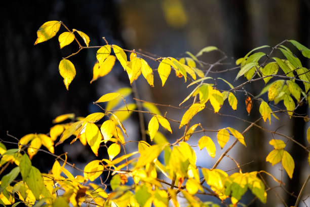 Colorful beautiful bright vivid yellow autumn birch tree branch in sunset or sunrise sunlight with blurry bokeh background in Virginia closeup of fall leaf color foliage Colorful beautiful bright vivid yellow autumn birch tree branch in sunset or sunrise sunlight with blurry bokeh background in Virginia closeup of fall leaf color foliage herndon virginia stock pictures, royalty-free photos & images