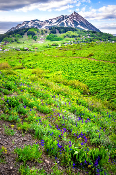 Mount Crested Butte vertical open view with lush green meadow field summer delphinium wildflowers festival with small town houses rocky mountain snow capped peak