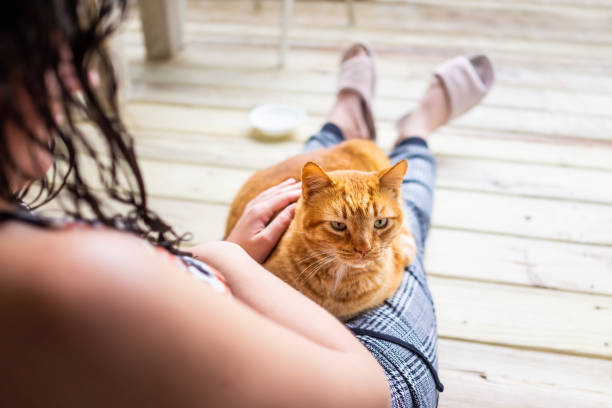 床に座っている若い女性は腕に抱いて膝をついて猫が横たわっている猫を撫でて猫のオレンジ色の生姜の子猫を撫でて家の家のバルコニーポーチパティオで - 16312 ストックフォトと画像