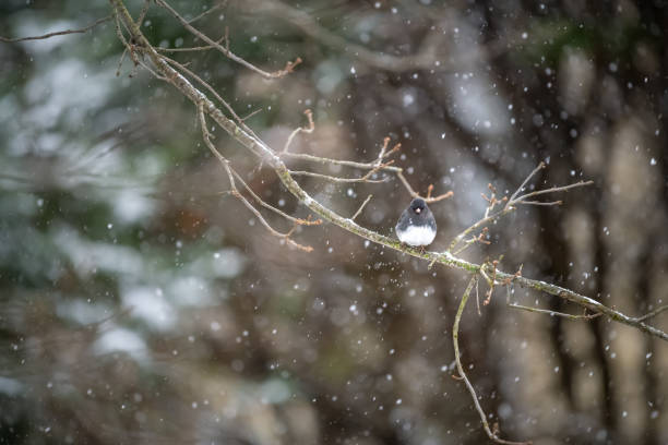 one small dark-eyed junco bird perching sitting on oak tree branch during winter snow flakes falling in virginia puffed up feathers from cold looking at camera - 16191 imagens e fotografias de stock
